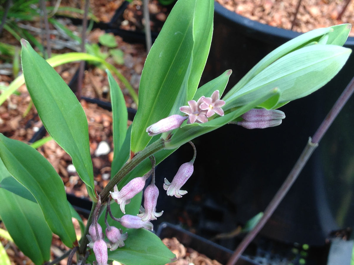 Polygonatum prattii - Tetraploid Form MD 12-15