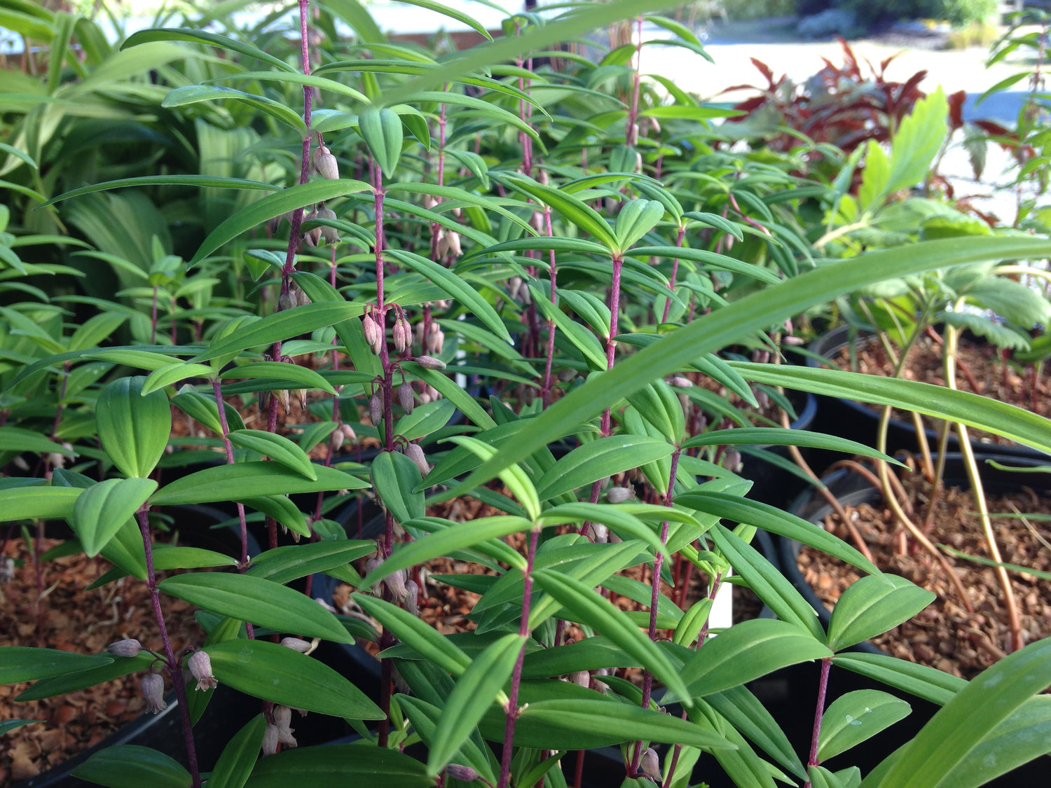Polygonatum cf. prattii MD 12-29