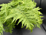 Polypodium glycyrrhiza 'Malahatense' fern