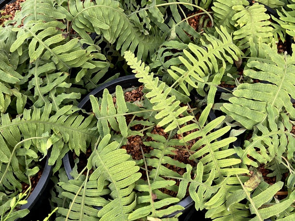 Goniophlebium niponicum (syn. Polypodium transpiananense) MD 15-101