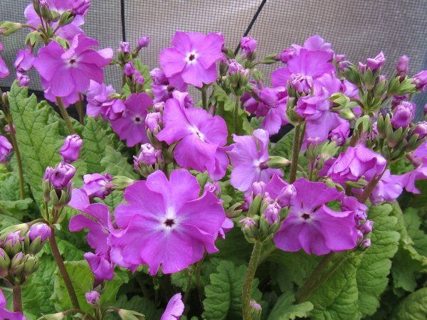 Primula sieboldii 'Loie Benedict'