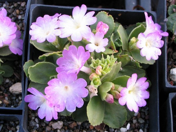 Primula allionii 'Wharfedale Ling'