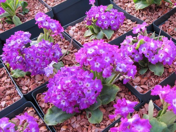 Primula apennina