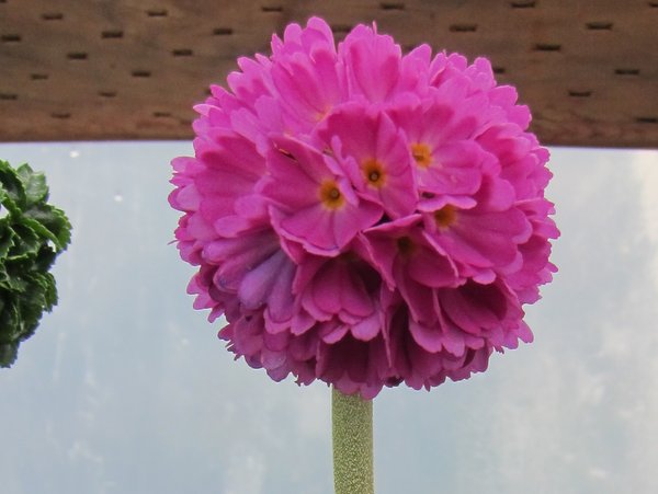 Primula denticulata - mixed colors