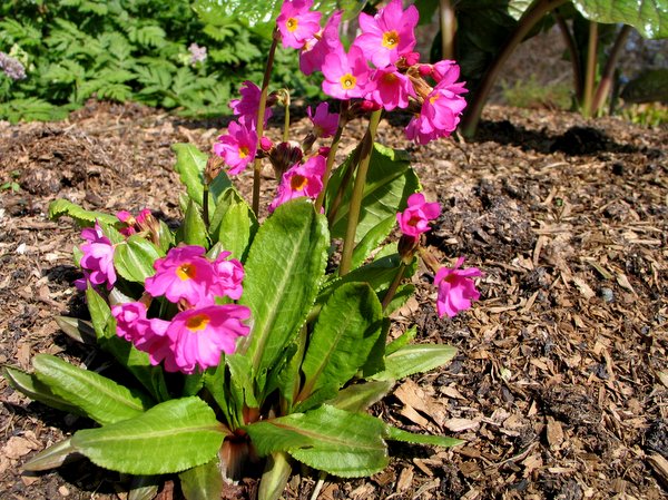 Primula rosea