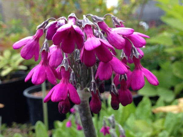 Primula secundiflora