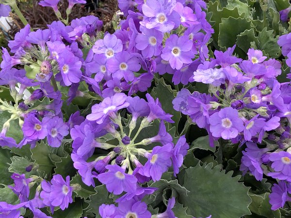 Primula marginata 'Linda Pope' – Far Reaches Farm