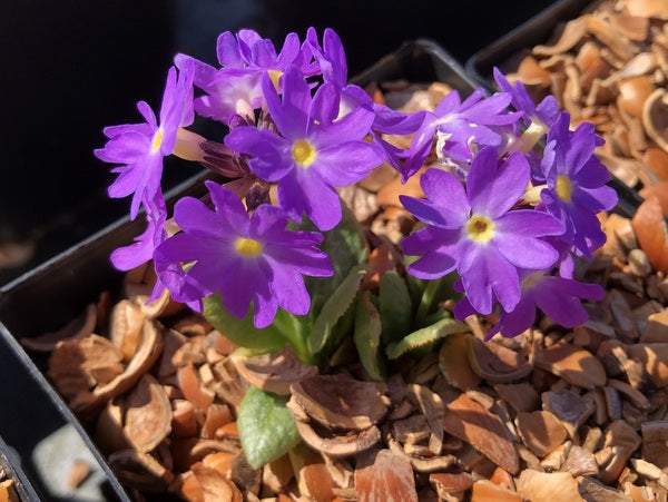 Primula nivalis var. farinosa