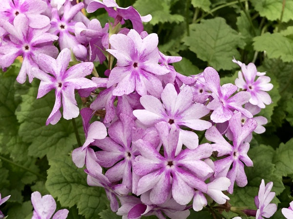 Primula sieboldii 'Felicity'