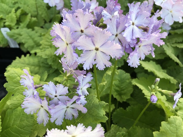Princess Primula Primula sieboldii 'Ice Princess' – Far Reaches Farm