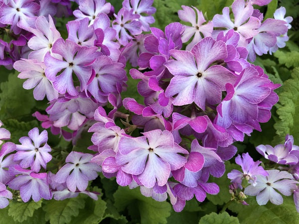 Primula sieboldii 'Starlight'