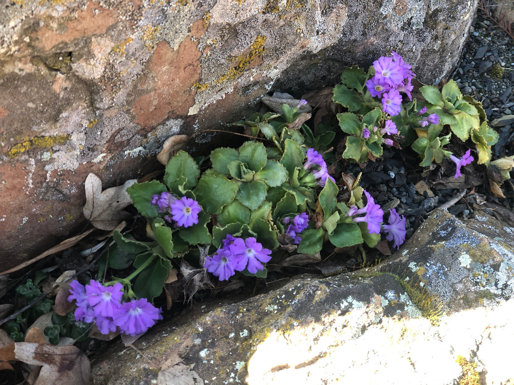 Primula hirsuta