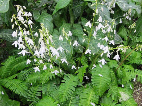 Pteridophyllum racemosum