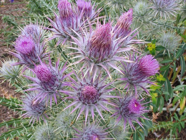 Ptilostemon afer