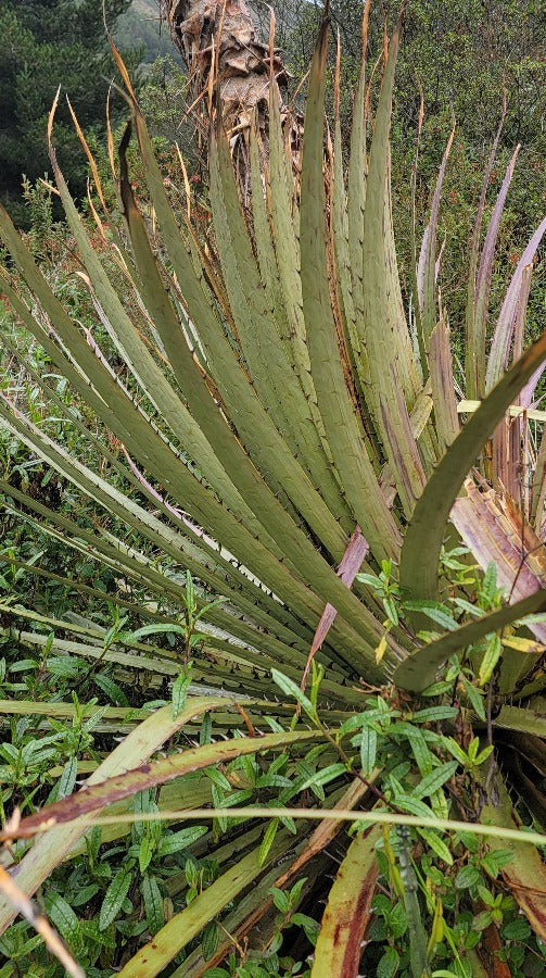 Puya sp. - Ecuador