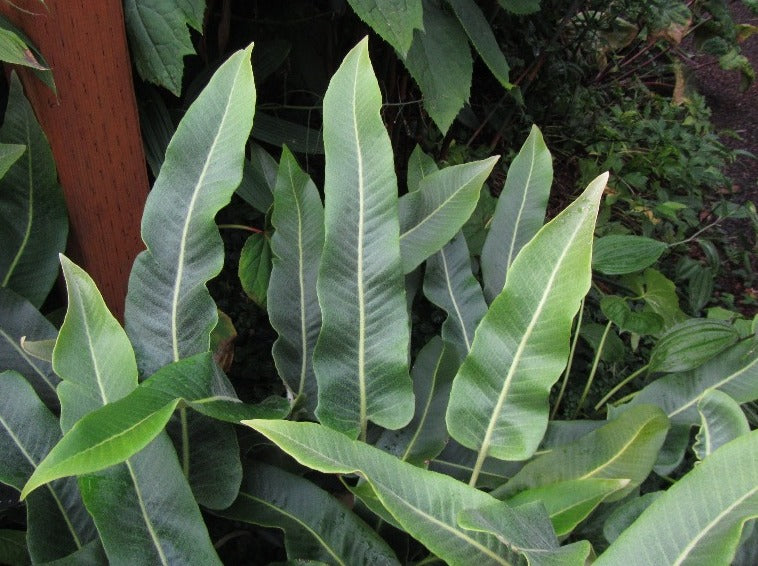 Long green lancelike fern fronds of Pyrrosia sheareri