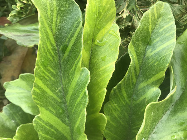 Pyrrosia lingua 'Ogon Nishiki' – Far Reaches Farm