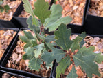 Quercus x eplingii IB-1290 (Q. douglasii x garryana)