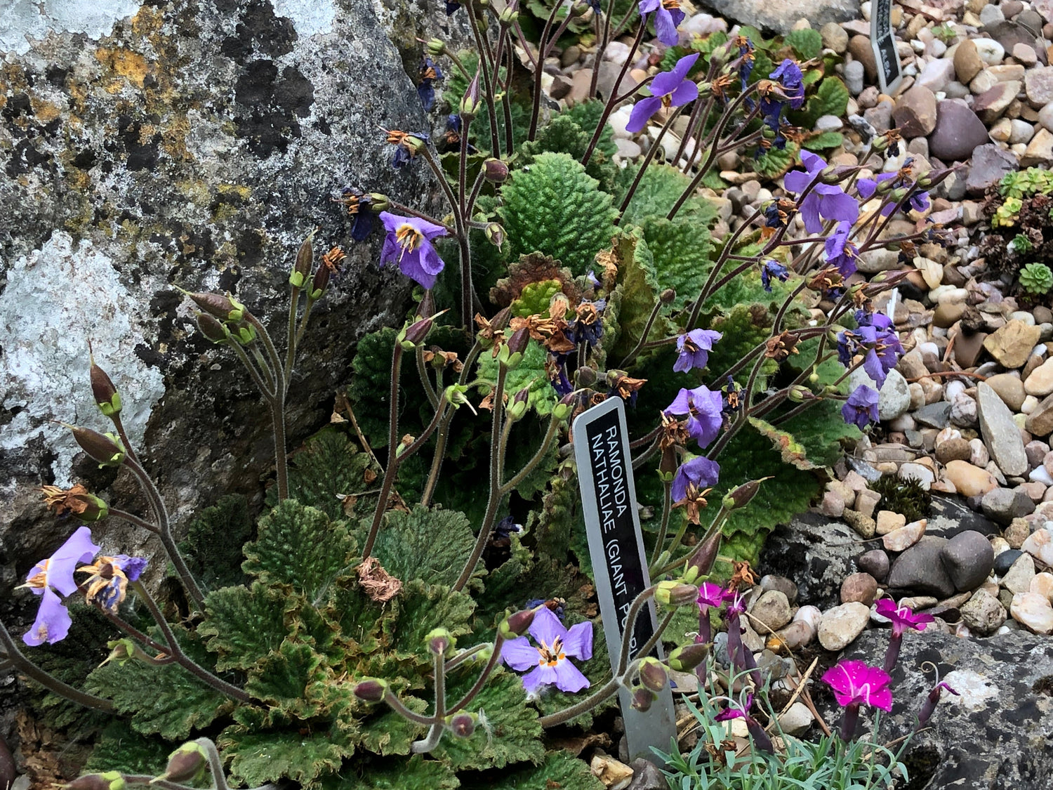 Ramonda nathaliae "giant form"