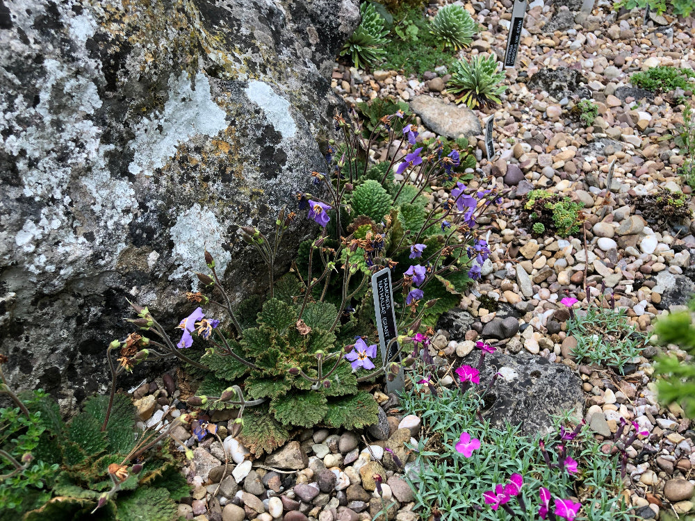 Ramonda nathaliae "giant form"