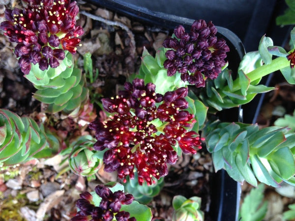 Farming Rhodiola Alaska – Far Reaches Farm