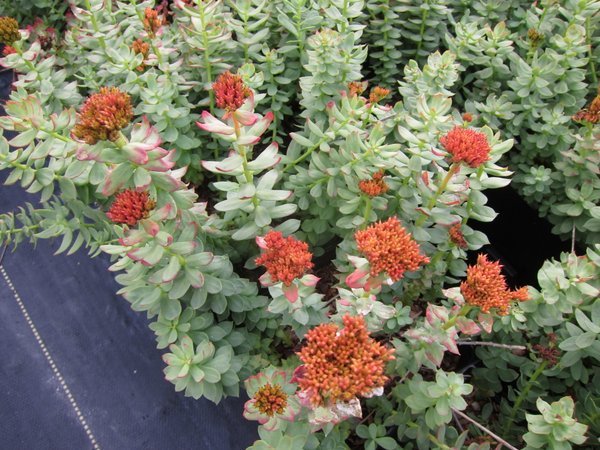 Farming Rhodiola Alaska – Far Reaches Farm