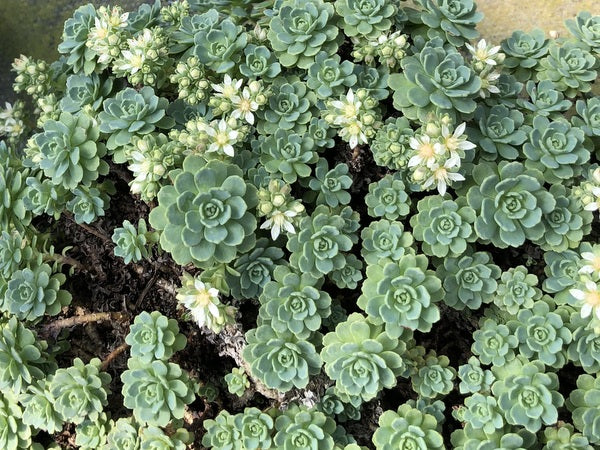 Rhodiola pachyclados