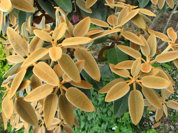 Rhododendron pachypodum MD97 foliage