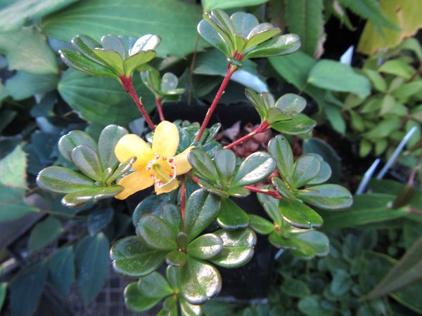 Rhododendron poilanei CDHM14725