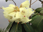 Rhododendron macabeanum NAPE 027 ex.