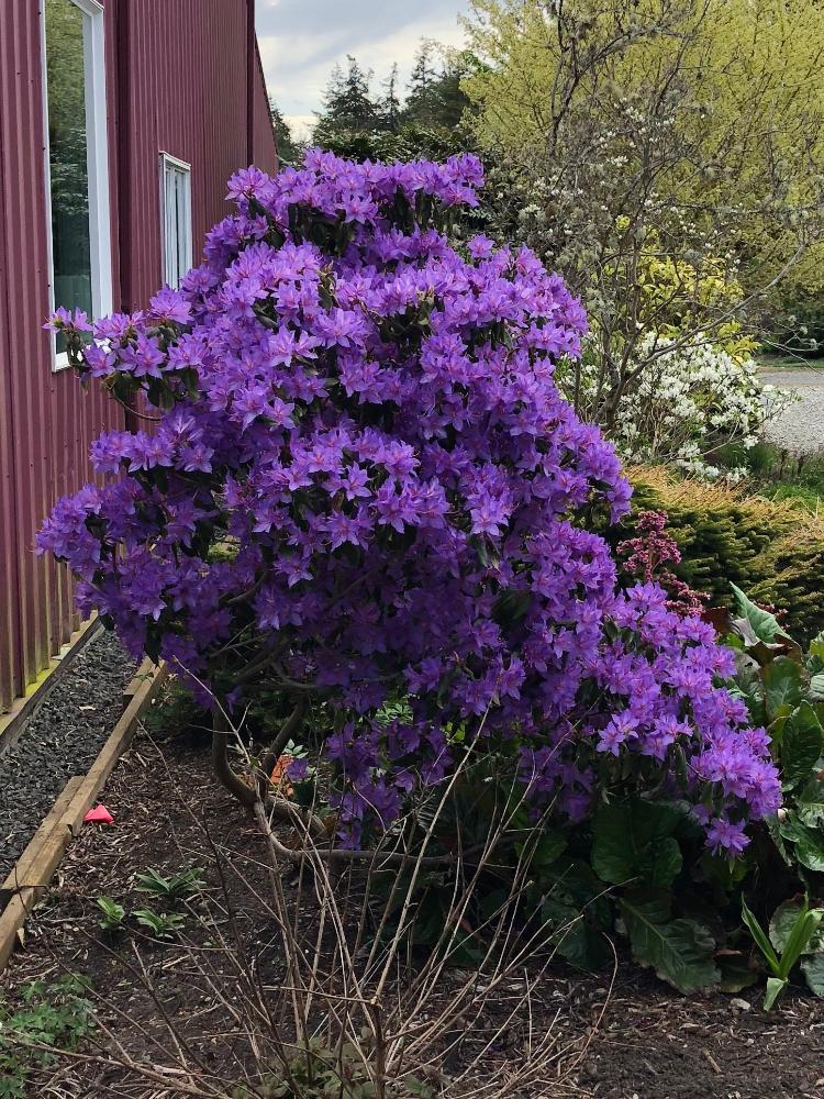 Rhododendron augustinii  subsp. augustinii