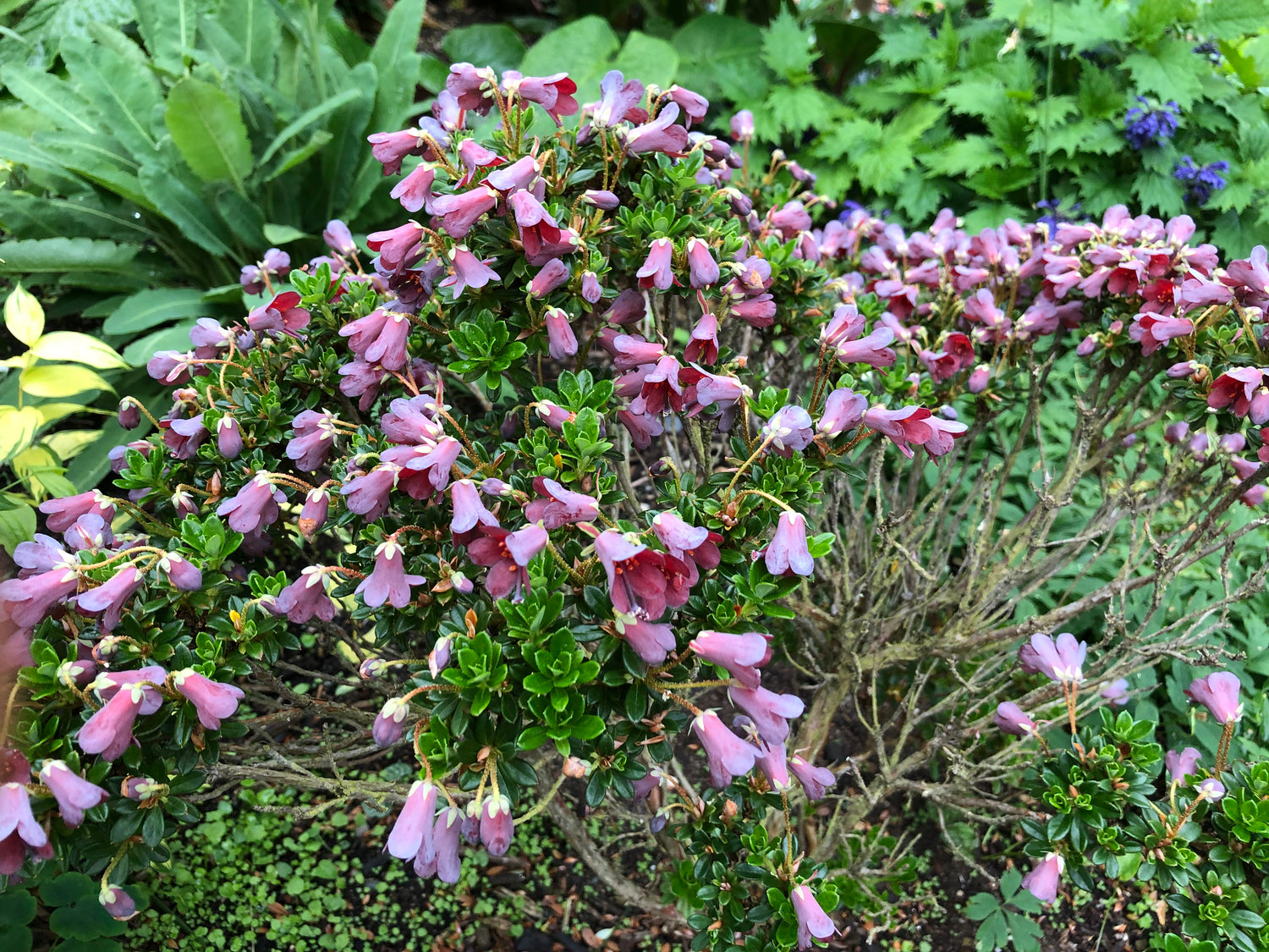 Rhododendron campylogynum - dwarf