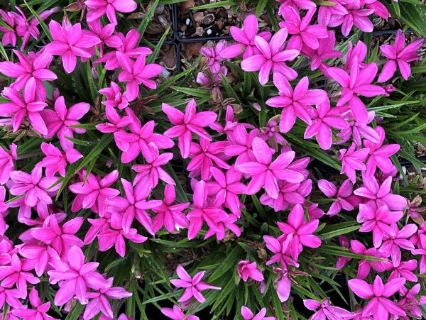 Rhodohypoxis 'Albrighton'