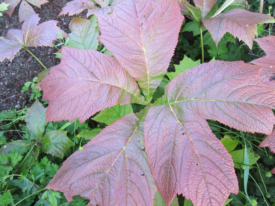 Rodgersia podophylla 'Rotlaub'