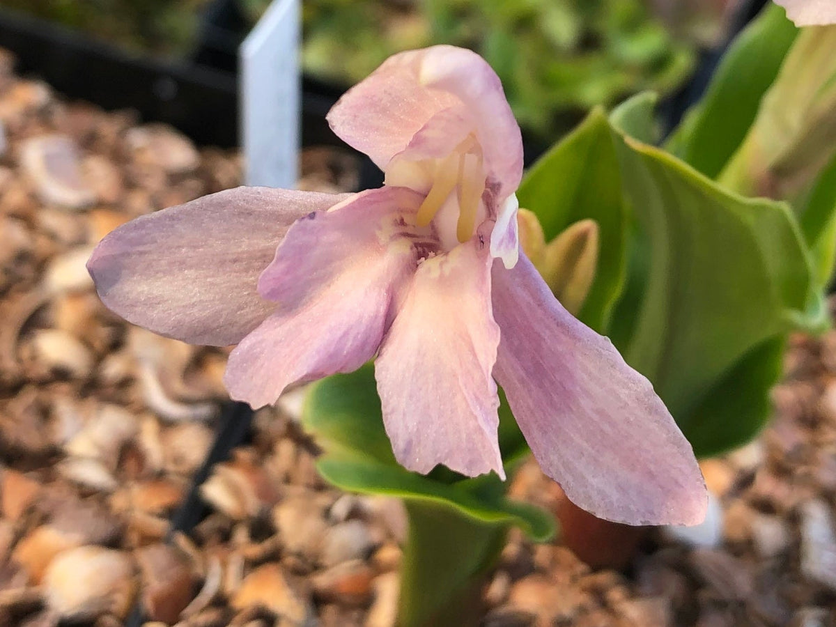 Roscoea 'Mauve Sentinel'