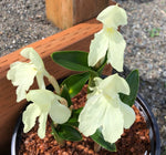 Closeup of pastel yellow frilly flowers of Roscoea 'Long Acre Sunrise' in a pot