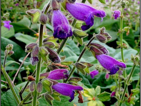 Salvia cf. dolichantha