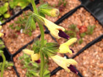 Salvia bulleyana ex CDHM 14547