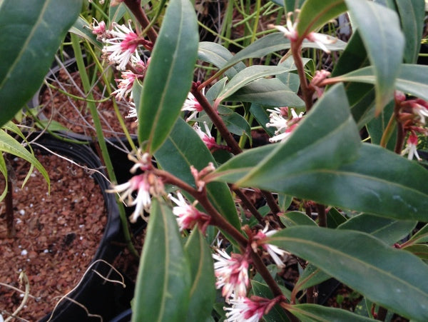 Sarcococca hookeriana var. hookeriana 'Purple Stem'