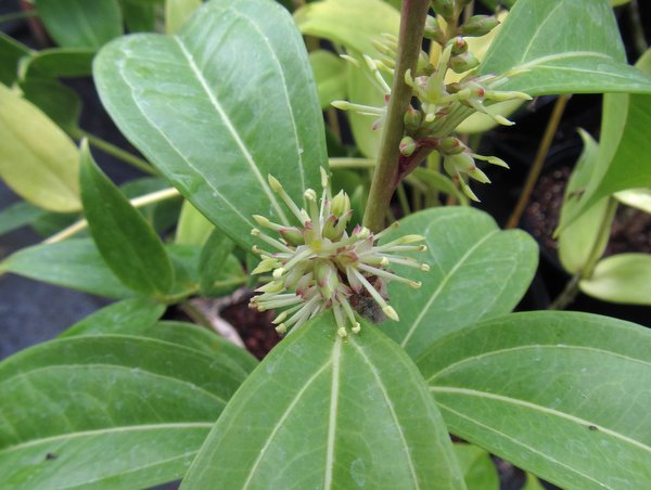 Sarcococca vagans