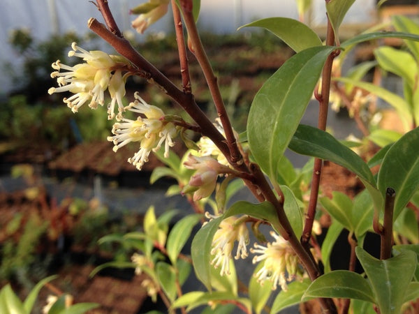 Sarcococca bleddynii FMWJ 13180  ex Vietnam