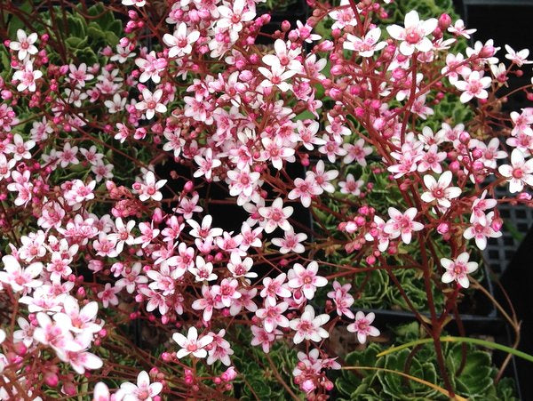 Saxifraga 'Winifred Bevington'