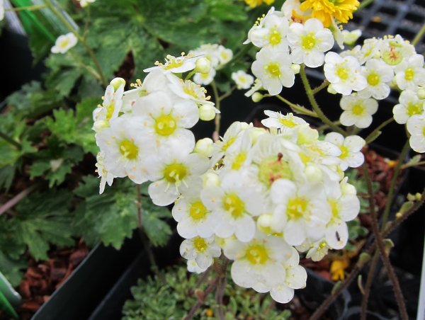 Saxifraga paniculata - large flower