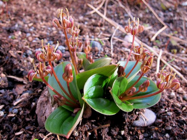 A cluser of broad leaves and tall flowers of Scoliopus hallii