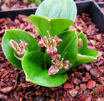 A cluster of broad leaves and recurved flowers of Scoliopus hallii