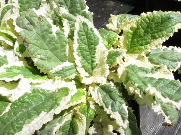 Scrophularia auriculata 'Variegata'