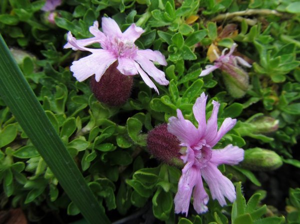 Silene davidii