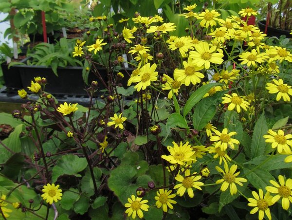 Yellow daisy-like flowers of Sinosenecio guangxiensis