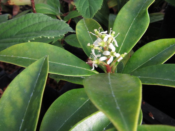 Skimmia reevesiana CGG 14130