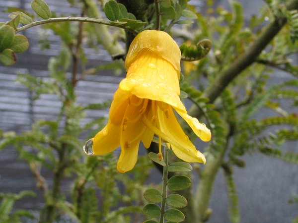 A closeup of the pendulous yellow flower of Sophora prostrata 'Little Baby'